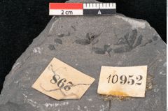 Foto (Detailansicht) von Hawlea miltoni Artis (NHMW-GEO-2024-0188-10952)